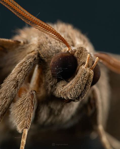 a close up view of the head and wings of a brown insect with long antennae