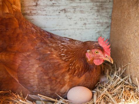 Image of Isa Brown hen on eggs in nest box - Austockphoto