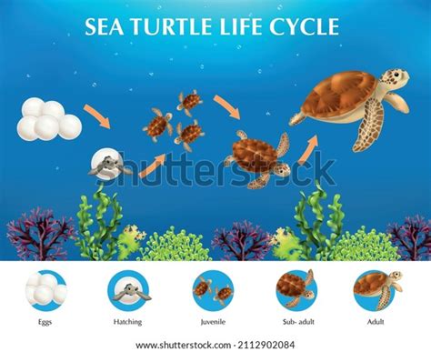 Realistic Infographics Presenting Life Cycle Sea Stock Vector (Royalty Free) 2112902084 ...