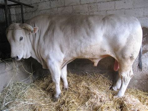 Chianina – The World’s Largest Domesticated Cattle Breed