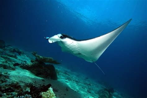 Manta Ray Habitat