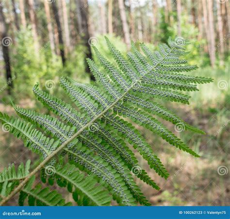 Fern Plant in Sporophyte Phase. Nature Background Stock Image - Image of healthy, freshness ...