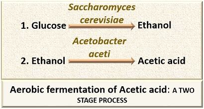 What is Acetic Acid Production? Definition, Process, Biosynthesis ...