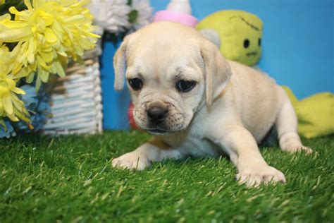 Puggle Puppies For Sale - Long Island Puppies