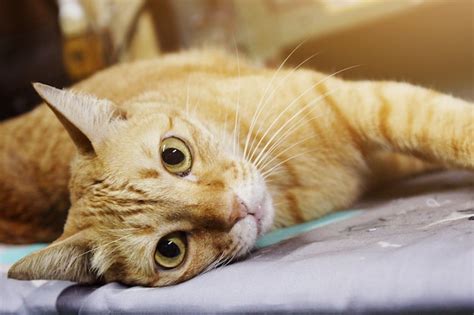 Premium Photo | Orange cat relax and sleeping on the floor