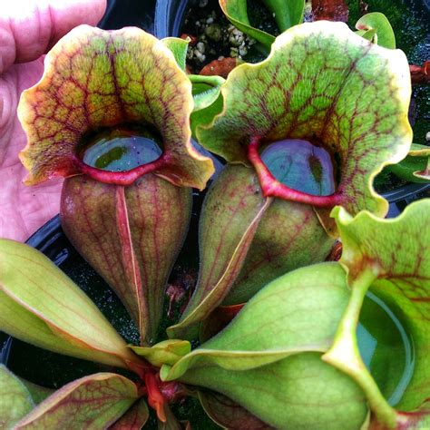 Free photo: Pitcher Plant - Fresh, Garden, Green - Free Download - Jooinn