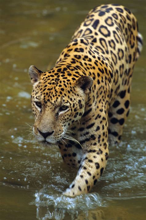 Jaguar | Habitat, Diet, & Facts | Britannica