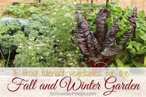 15 frost tolerant plants for the fall and winter vegetable garden | SchneiderPeeps