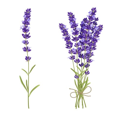 Lavender Flower Images - Free Download on Freepik