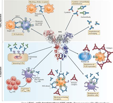 The 17+ Benefits Of Human Immunoglobulin Therapy — MyBioHack | Unlock Your Maximum Potential