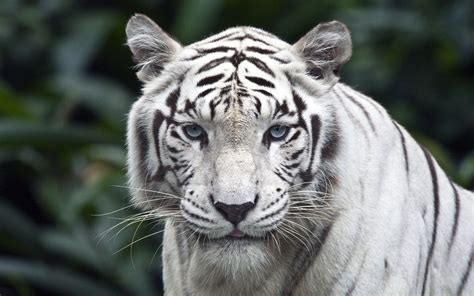 tiger, White, Animals, Carnivore, Blue Eyes, Hunter Wallpapers HD / Desktop and Mobile Backgrounds