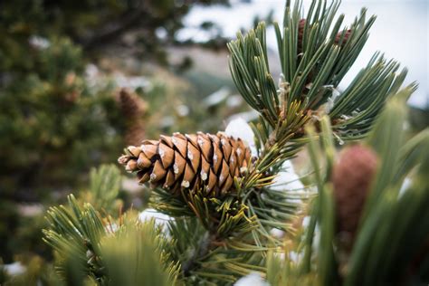 Unique and Interesting Facts About Limber Pine Cones