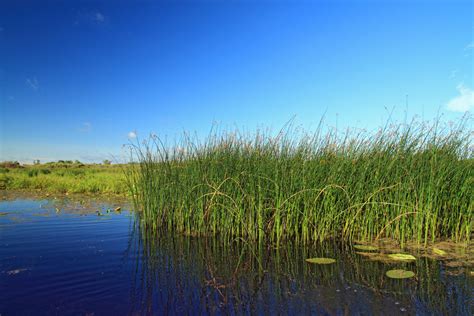 Wetland Plants: How to Use Them in Your Landscape ~ Bless My Weeds