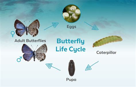 Blue Morpho Butterfly Life Cycle