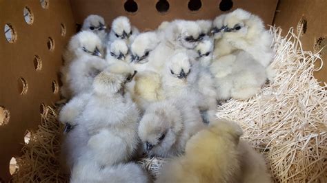 Splash Silkie Bantams - Baby Chicks for Sale | Cackle Hatchery