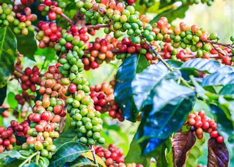 What is Arabica Coffee? Arabica vs. Robusta: 11 Tasty Differences | EnjoyJava