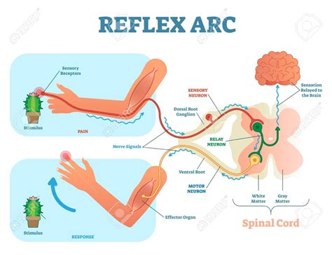 Reflex Arc Diagram