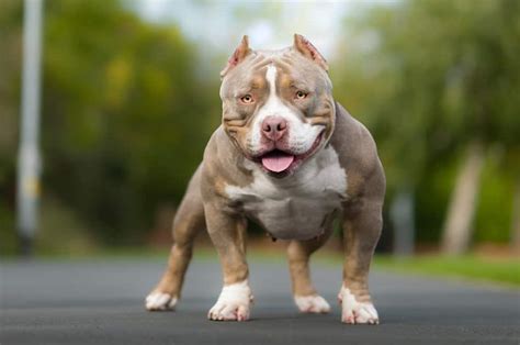 Are American Bully Hypoallergenic