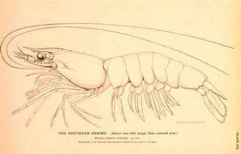 File:Penaeus line drawing.jpg - Wikipedia, the free encyclopedia