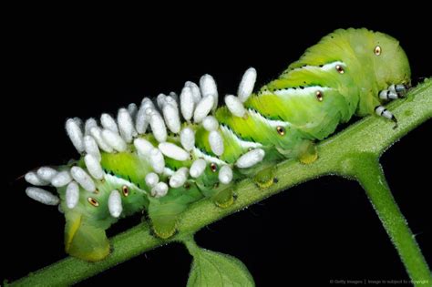 Image detail for -Sphinx Moth caterpillar (Sphingidae family) covered with Braconid Wasp cocoons ...