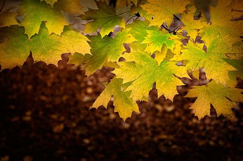 HD wallpaper: autumn, leaves, maple | Wallpaper Flare