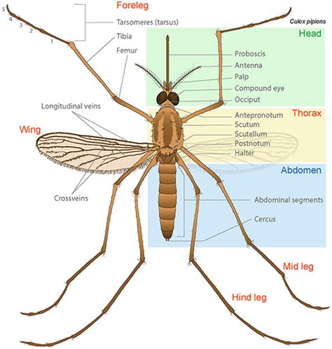 Mosquito Anatomy | Ask A Biologist