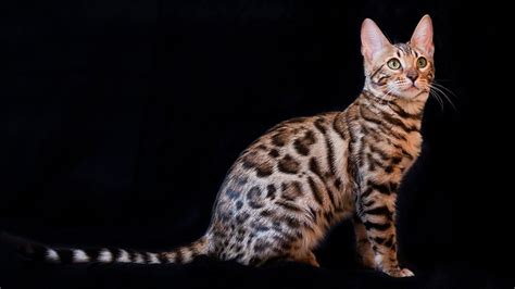 Bengal Kittens - 10 Facts Every Bengal Cats Lover Must Know - Petmoo