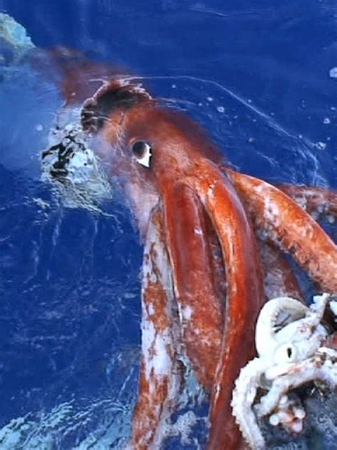 Giant Squid Pictures | Bruin Blog