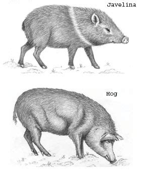 Feral Hogs vs. Javelina — Texas Parks & Wildlife Department