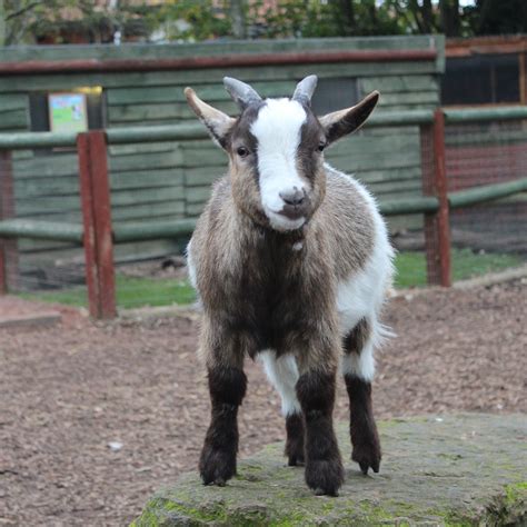 African Pygmy Goats in the Chessington Zoo