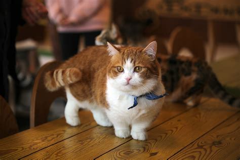 Munchkin Cats: Adorable, or Controversial? - CatGazette