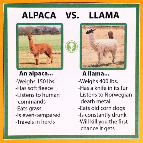 Difference Between A Llama And Alpaca