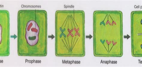 Mitosis In Plant Cell Neatly Labelled Diagram Cbse Class Notes | The Best Porn Website