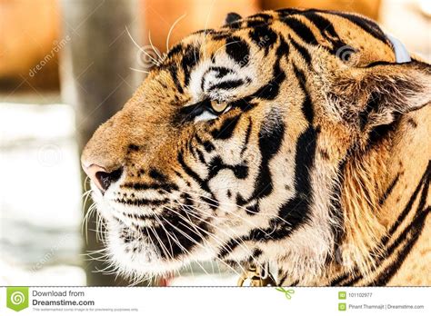 Picture of Bengal tiger. stock image. Image of hunter - 101102977