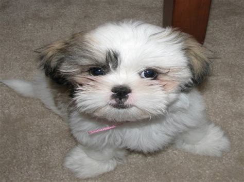 Lovely Pets: Shih Tzu Puppies