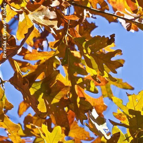 White Oak Leaves – Tendrils