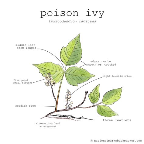 How to Spot Poison Ivy - National Parks Backpacker