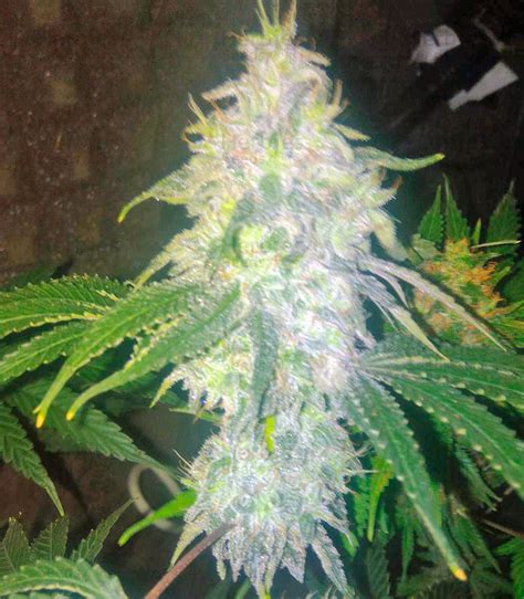 Sour Diesel #2 feminized seeds for sale: information and reviews - Herbies