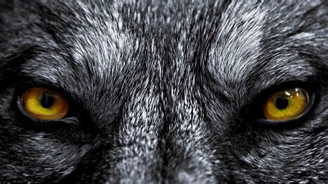 Evil Wolf Wallpapers - Top Free Evil Wolf Backgrounds - WallpaperAccess