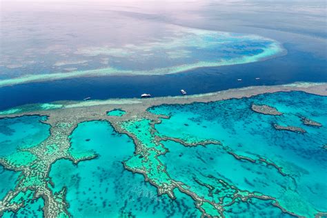 The Great Barrier Reef Coral Spawning: The World’s Largest Orgasm