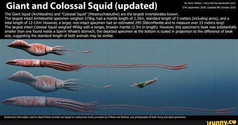 Giant and Colossal Squid (updated) The Giant Squid (Architeuthis) and ...