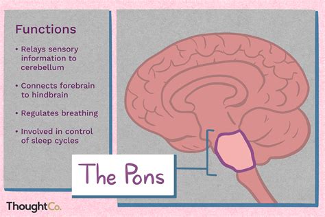 Function Of The Pons And Pons Anatomy, 56% OFF