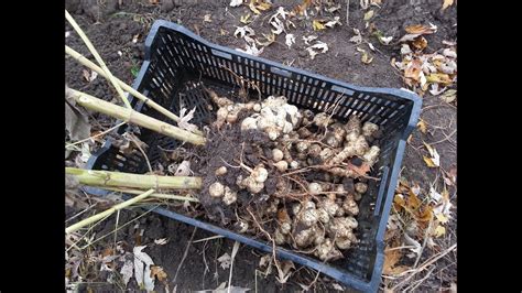 Harvesting Jerusalem Artichokes (Sunchokes) - The Wisconsin Vegetable Gardener Extra 73 - YouTube