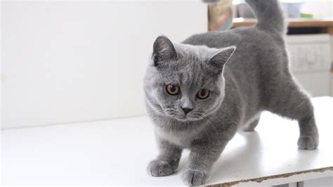 48+ British Shorthair Kittens - Furry Kittens