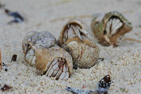 7 Reasons Why You Should Never Buy a Hermit Crab | PETA