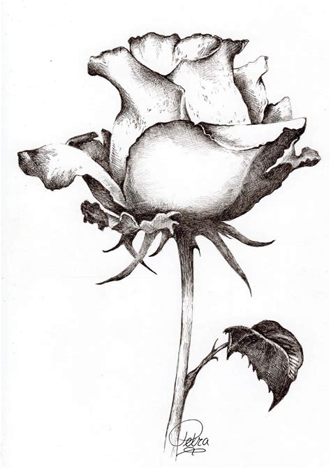 Images Of Flowers In Pencil Drawing | Free download on ClipArtMag