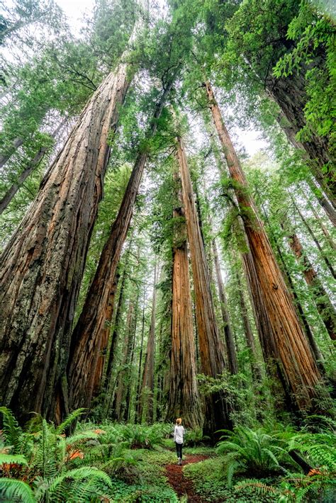 15 (STUNNING) Things to Do in Redwood National Park 2024