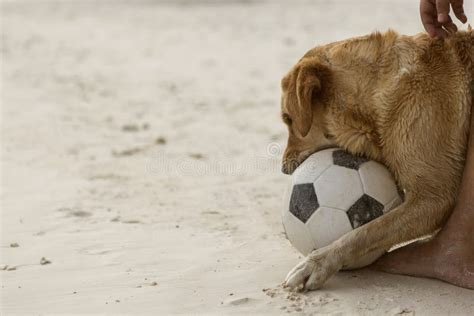 Dog playing football stock photo. Image of outdoor, play - 117809440