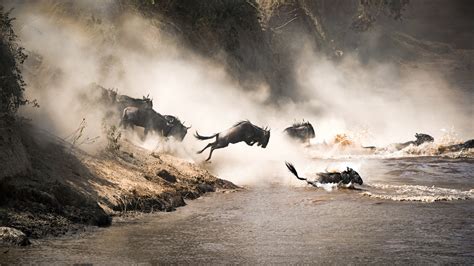 The Masai Mara Great Migration: Time to See & What to Expect | Home to Africa