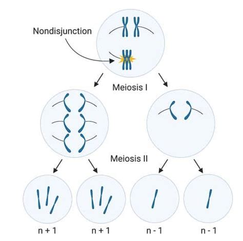 Aneuploidy: Definition, Types and Disorders | READBIOLOGY.COM